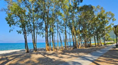 Eucalyptus Trees At Karavomylos Beach